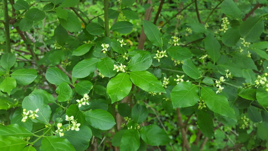SPINDLE  Euonymus europeaus