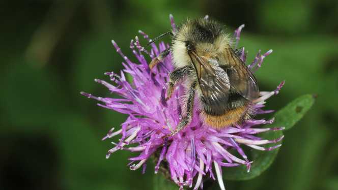COMMON KNAPWEED Centaurea nigra agg.