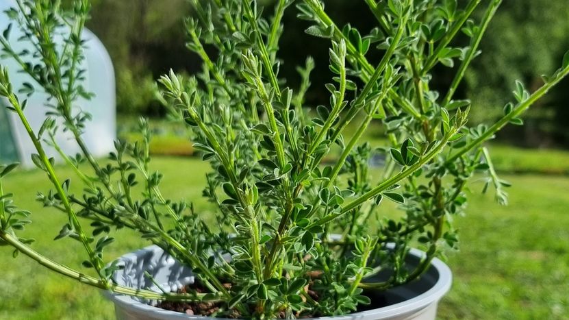 BROOM Cytisus scoparius