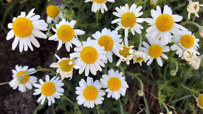 CHAMOMILE Chamaemelum nobile