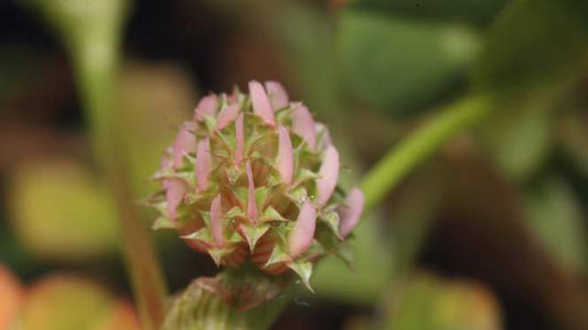 CLUSTERED CLOVER   Trifolium glomeratum