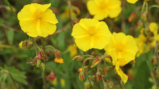 COMMON ROCK-ROSE  Helianthemum nummularium