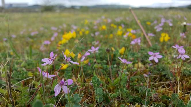 COMMON STORK'S-BILL Erodium cicutarium