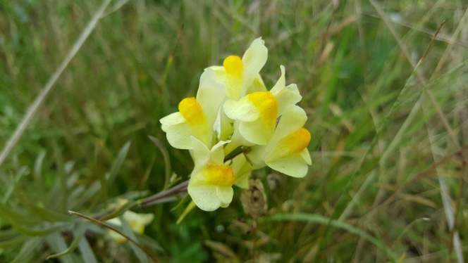 COMMON TOADFLAX Linaria vulgaris