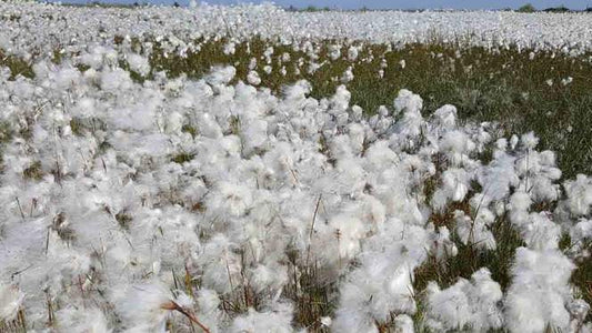 COMMON COTTON-GRASS  Eriophorum angustifolium