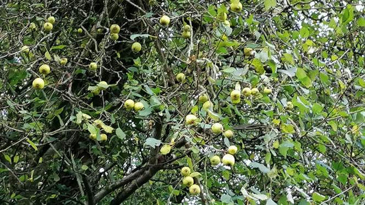 CRAB APPLE  Malus sylvestris