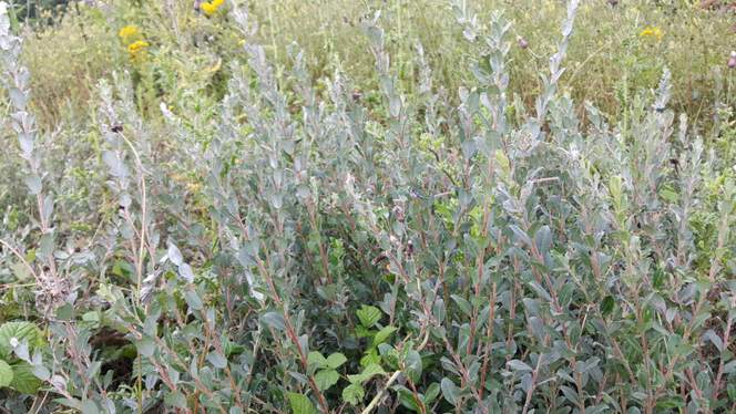 CREEPING WILLOW  Salix repens