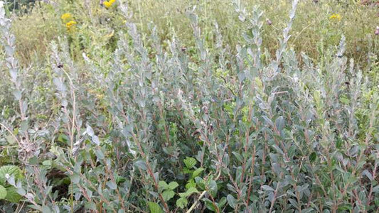 CREEPING WILLOW  Salix repens