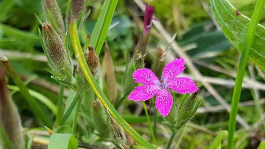 DEPTFORD PINK  Dianthus armeria
