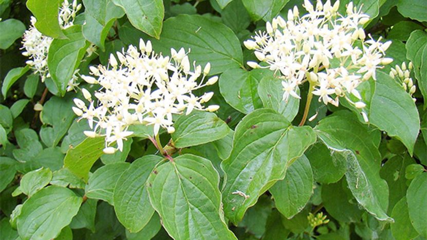 DOGWOOD Cornus sanguineus