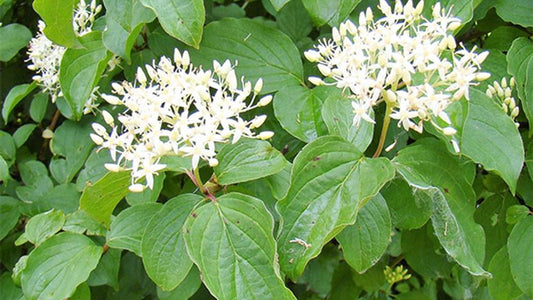 DOGWOOD  Cornus sanguineus