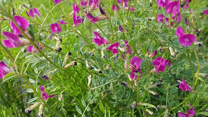 COMMON VETCH Vicia sativa subsp. segetalis