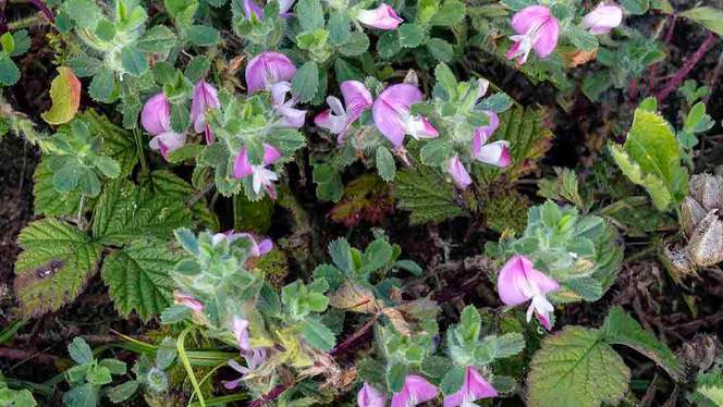COMMON RESTHARROW Ononis repens