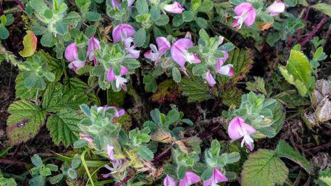 COMMON RESTHARROW  Ononis repens