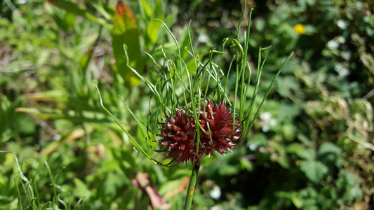 WILD ONION  Allium vineale