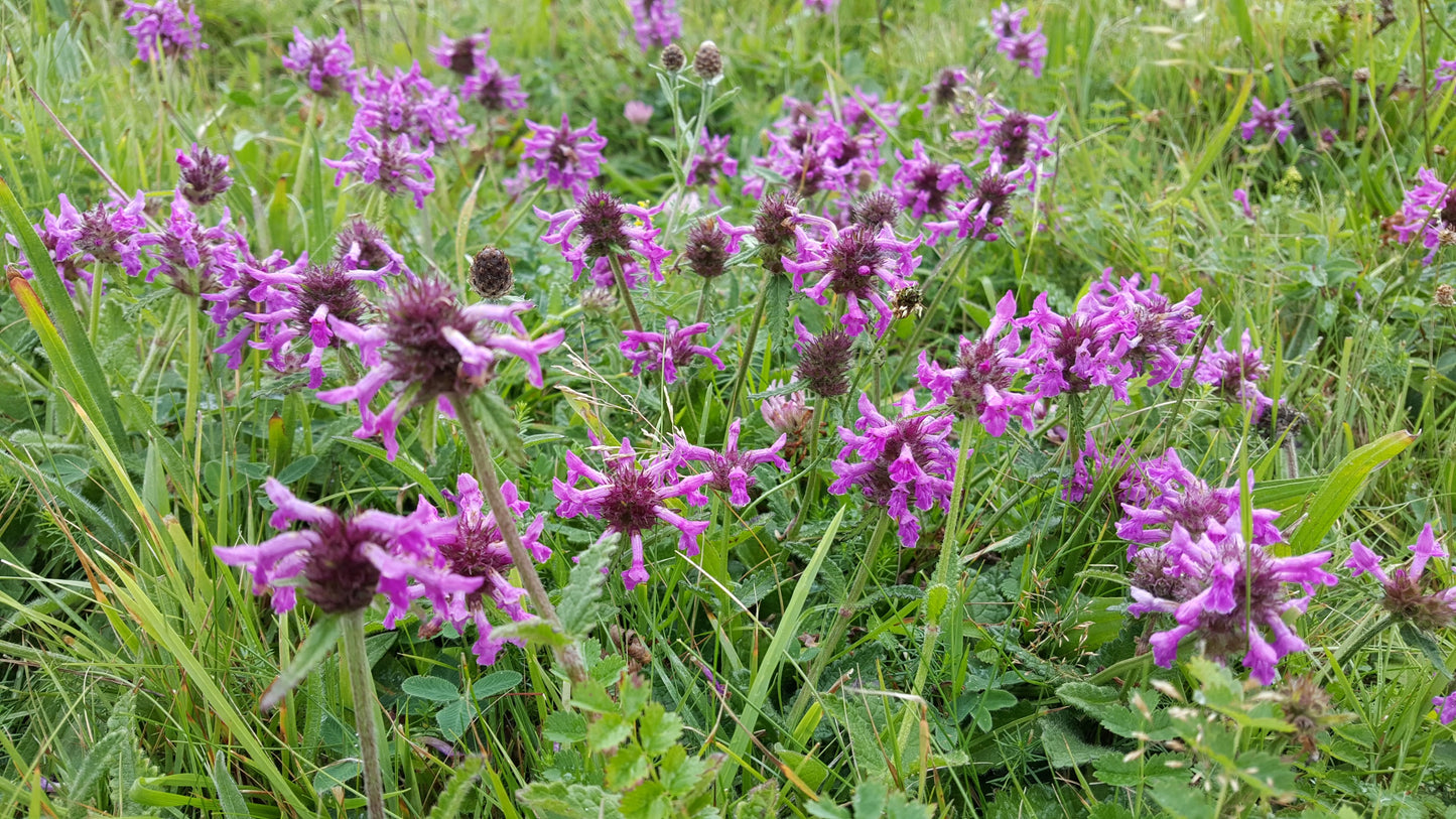 BETONY  Betonica officinalis