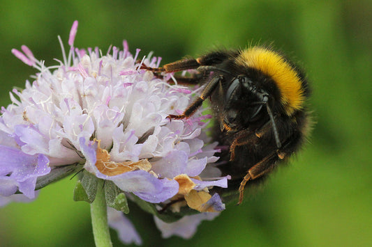 SMALL SCABIOUS  Scabiosa columbaria
