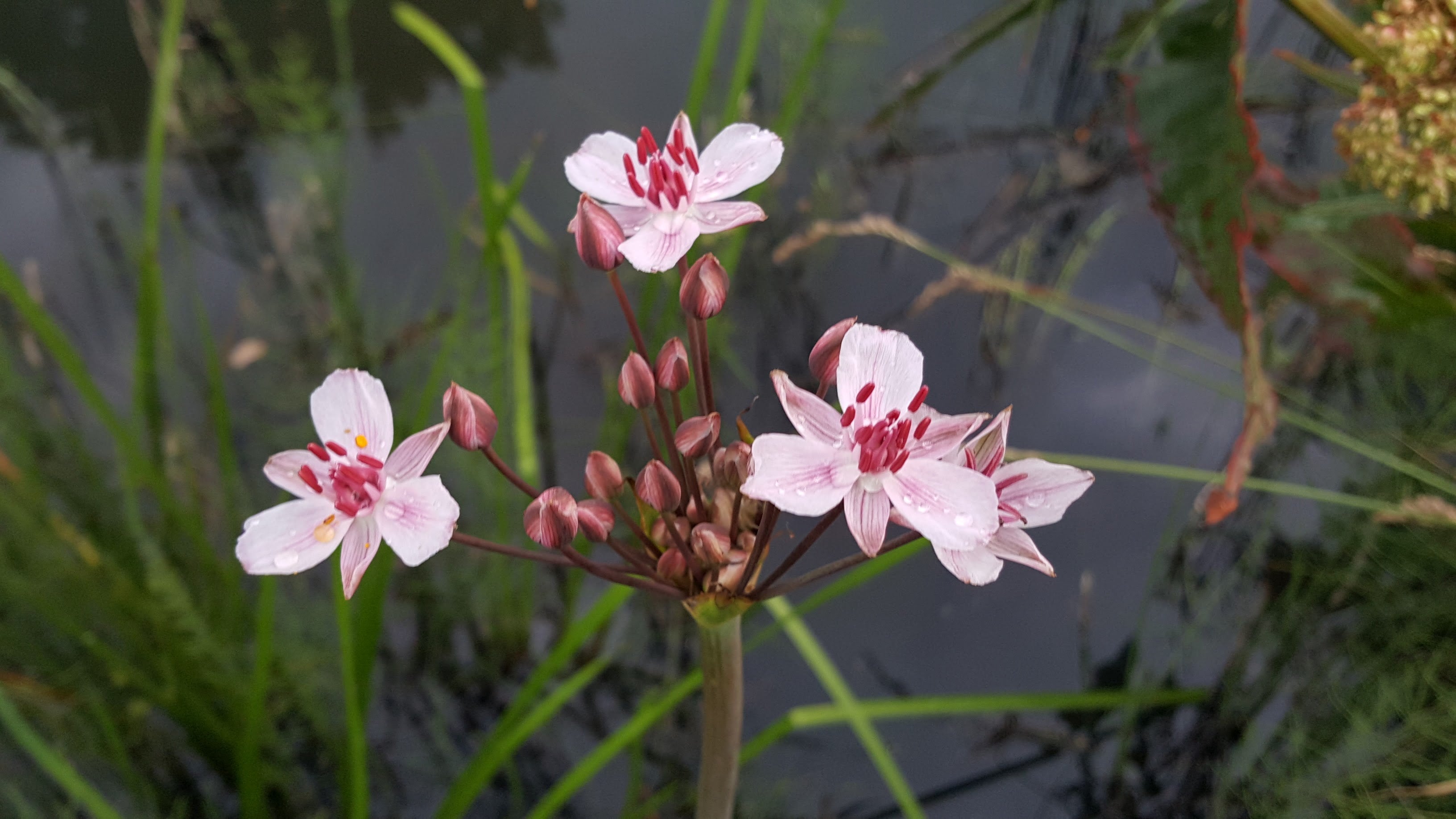Celtic Wildflowers, Garden Nursery Near Me, Order Wildflowers Online