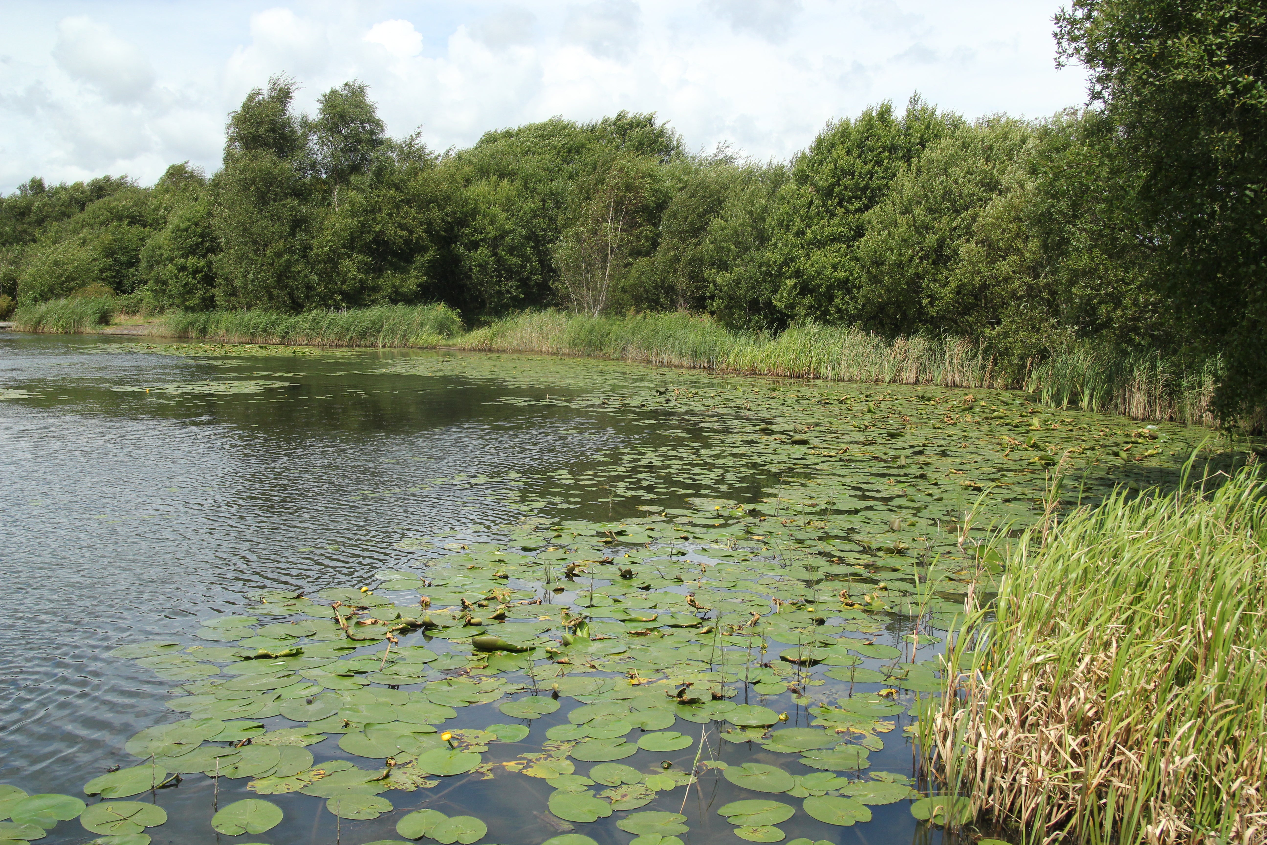 Ponds