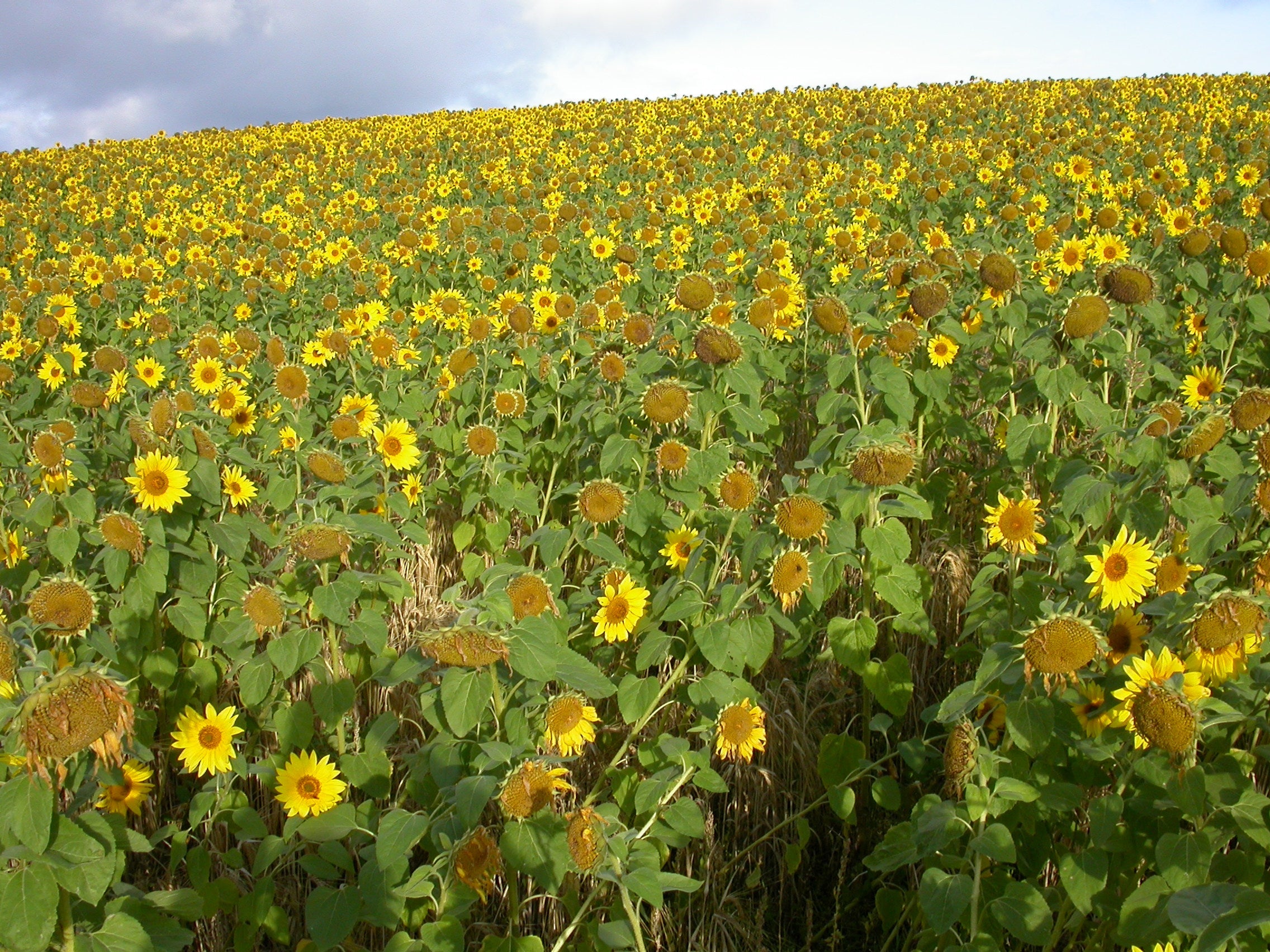 Garden Nursery Near Me, Order Wildflowers Online, Online Trees And Plants