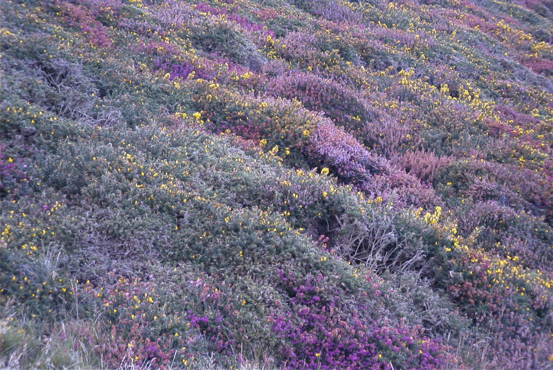 Heath