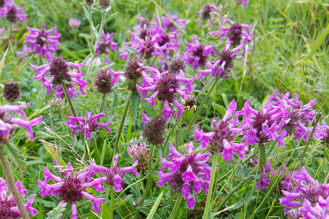 Betony (Betonica officionalis)