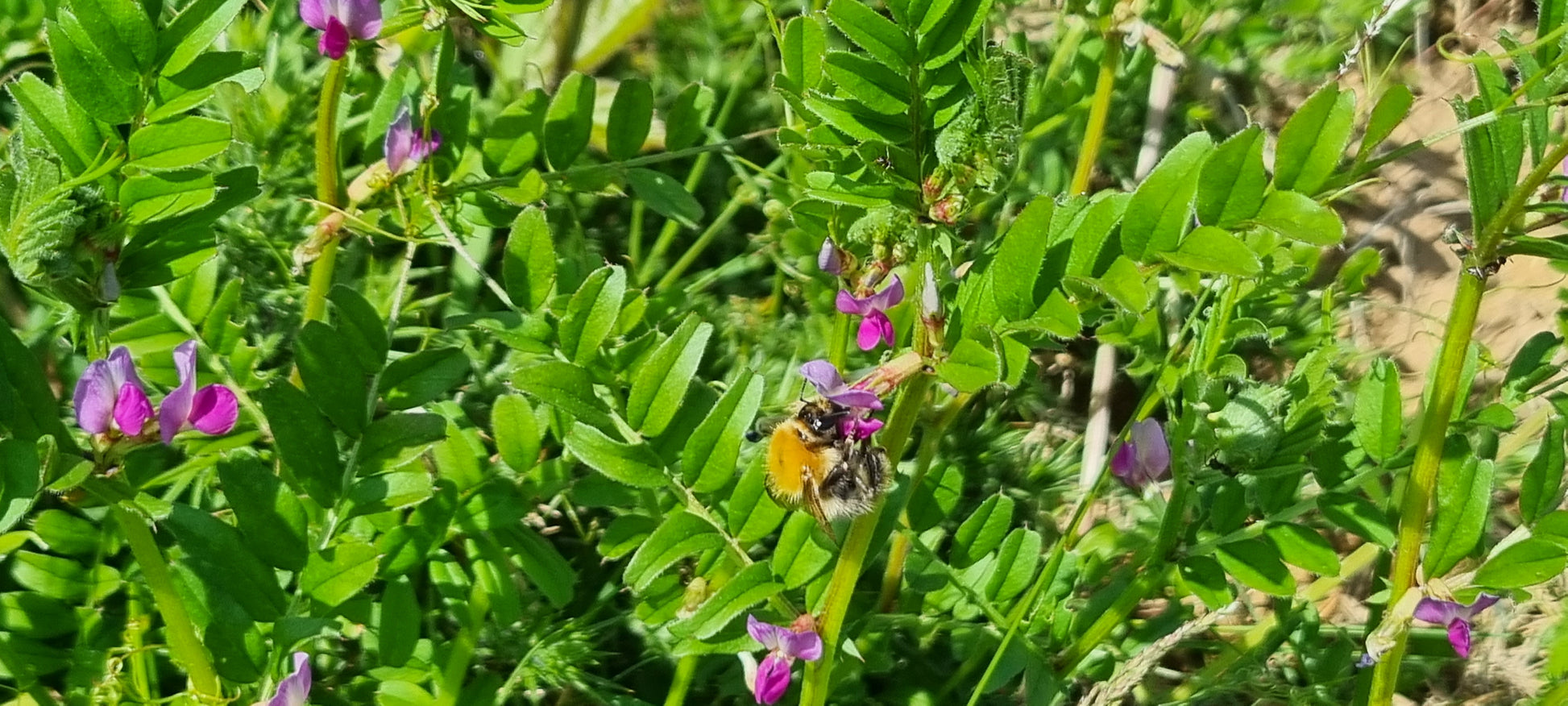 Common Carder Bee feeding on Common Vetch
