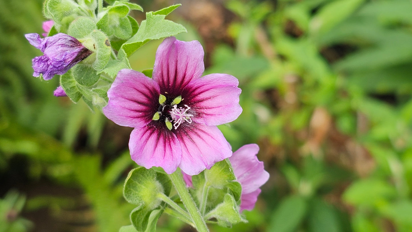 TREE-MALLOW  Malva arborea