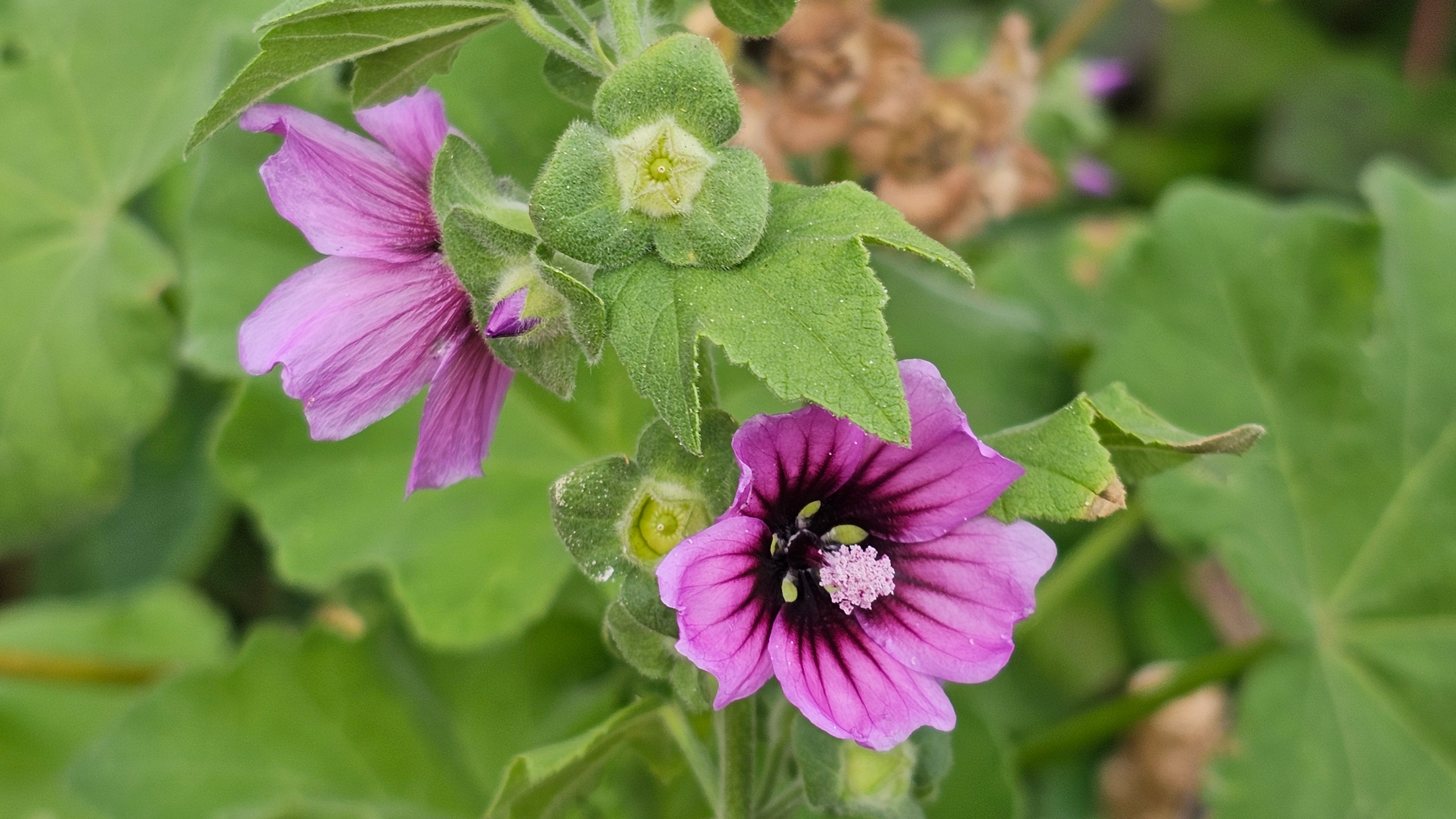 Malla Tree TREE-MALLOW Malva arborea – Celtic Wildflowers