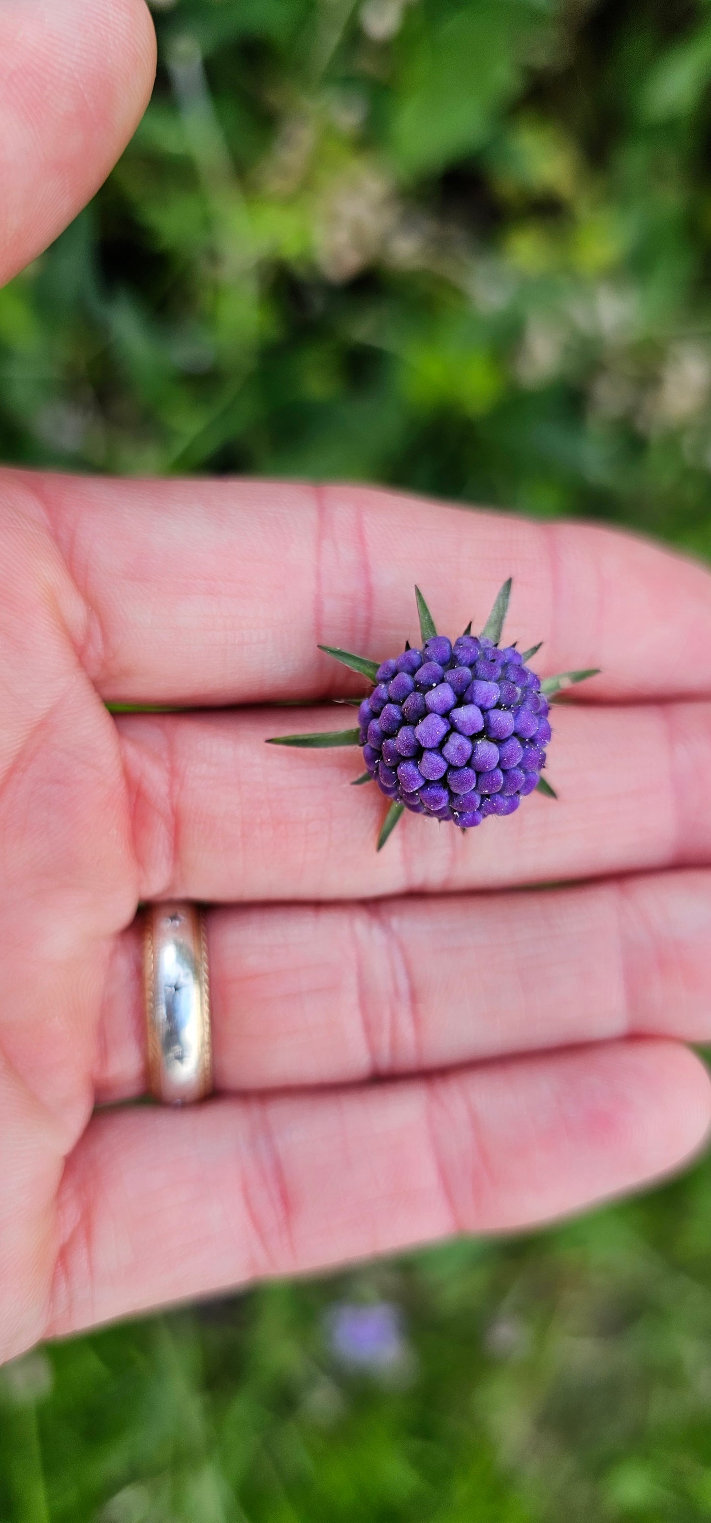 DEVIL'S-BIT SCABIOUS  Succisa pratensis