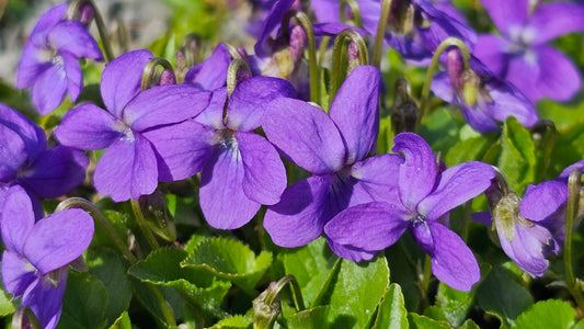 HAIRY VIOLET  Viola hirta