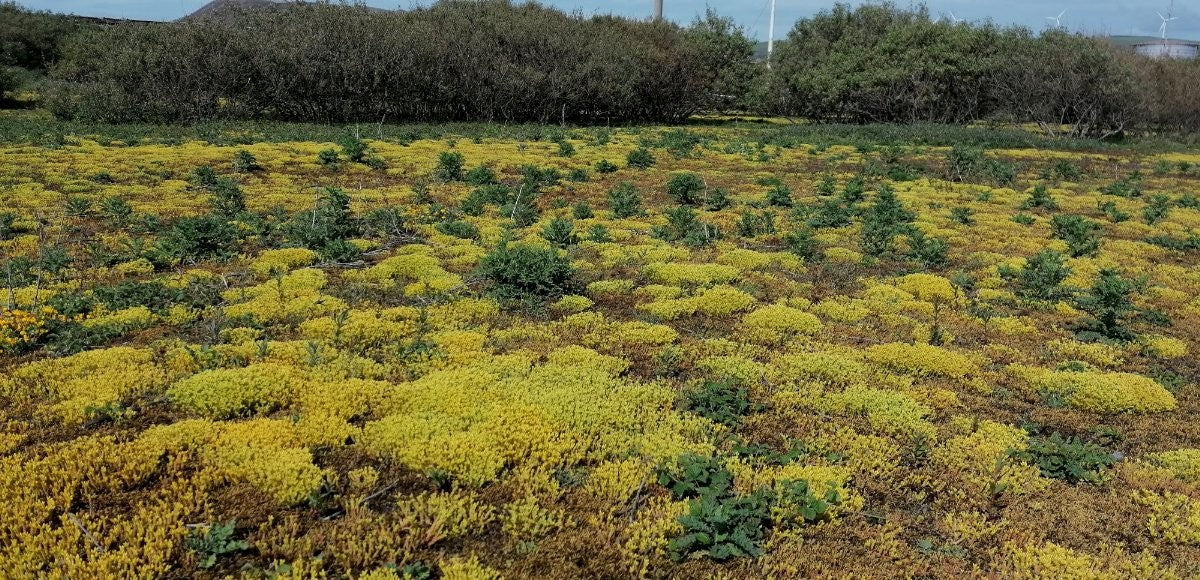 BITING STONECROP  Sedum acre