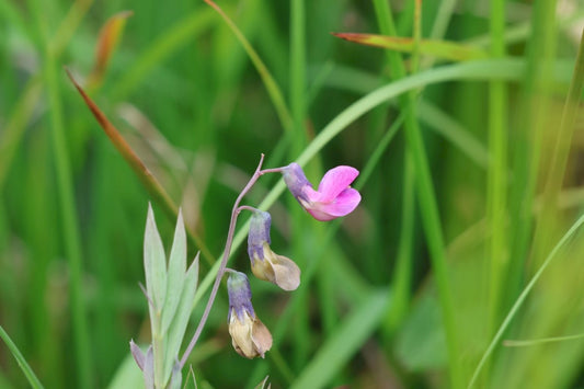 BITTER-VETCH Lathyrus linifolius