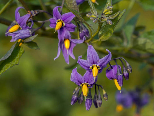 BITTERSWEET  Solanum dulcamara