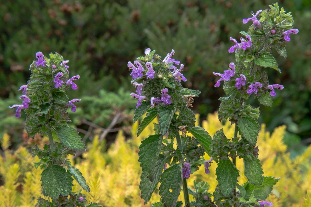 BLACK HOREHOUND  Ballota nigra