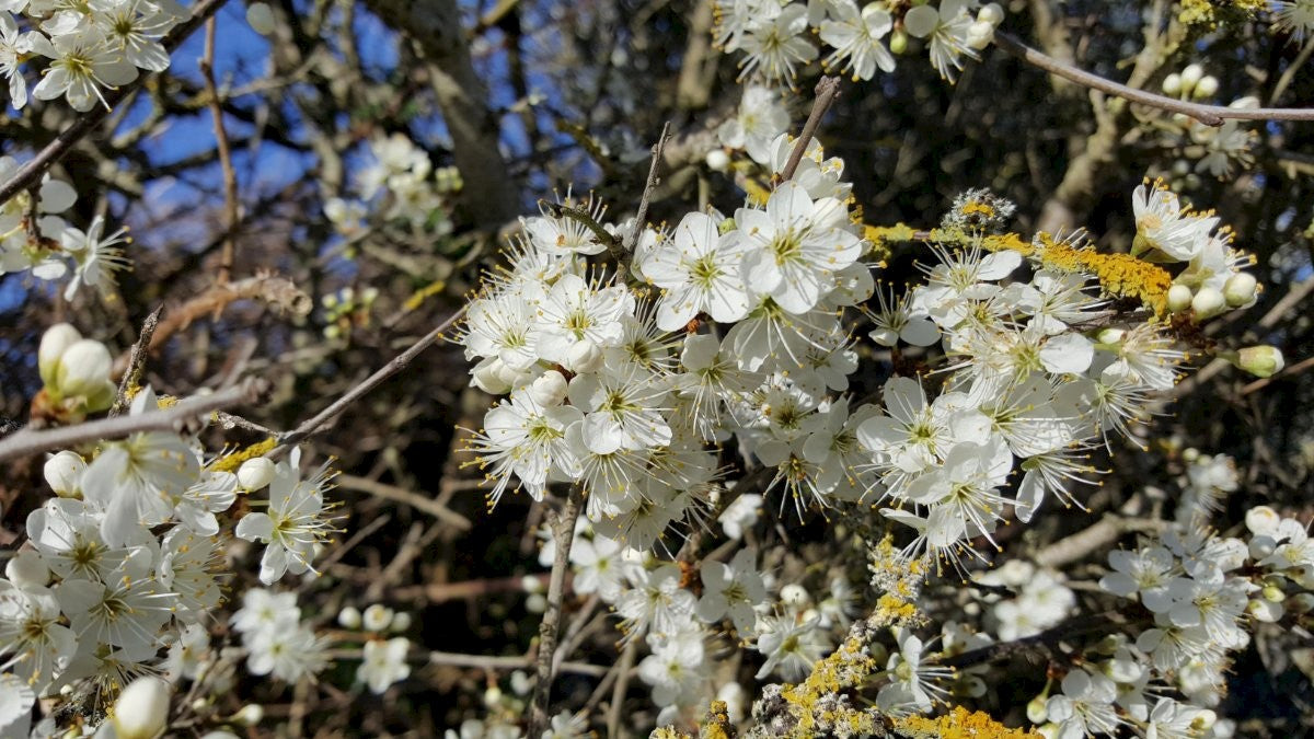 BLACKTHORN  Prunus spinosa