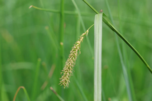 BLADDER SEDGE Carex vesicaria
