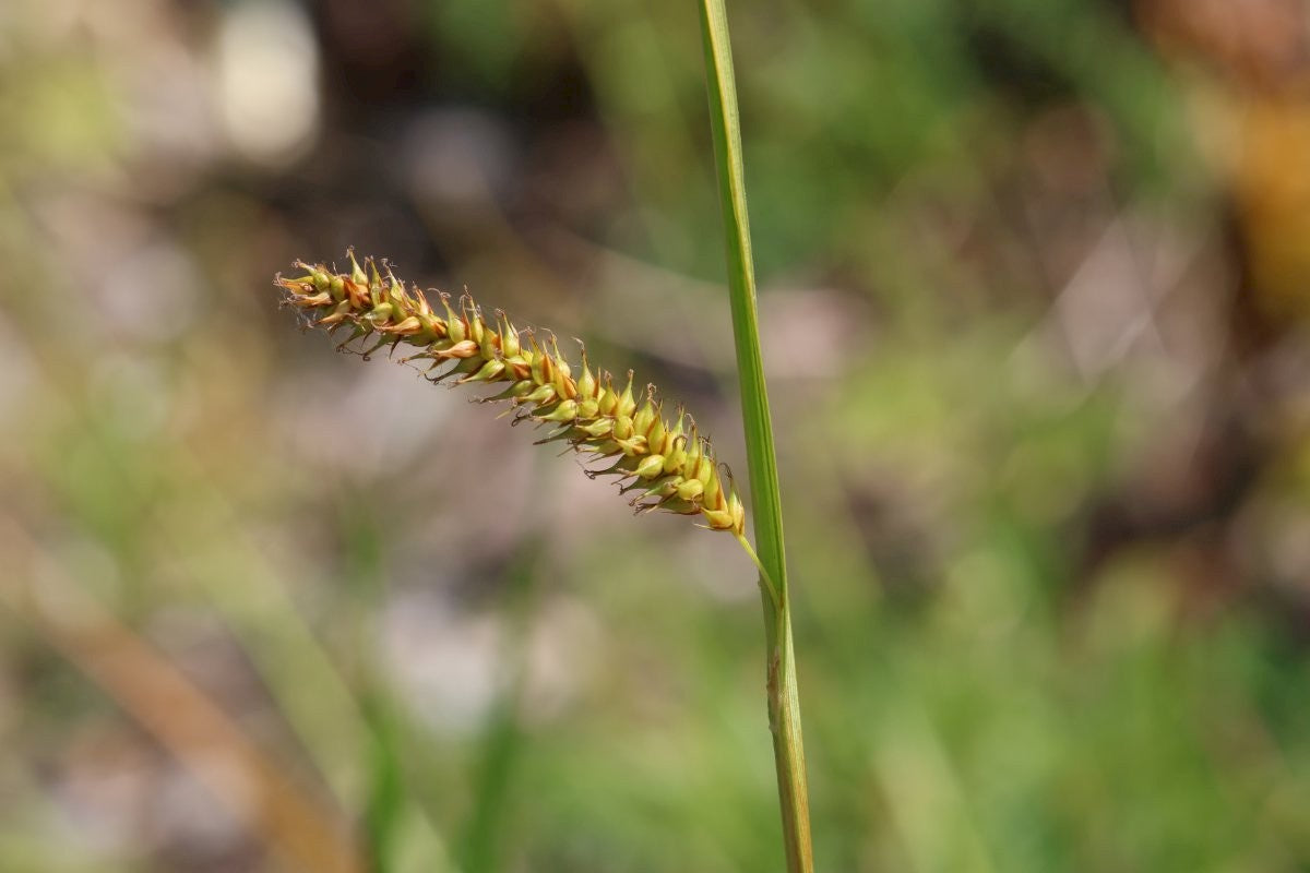BLADDER SEDGE Carex vesicaria