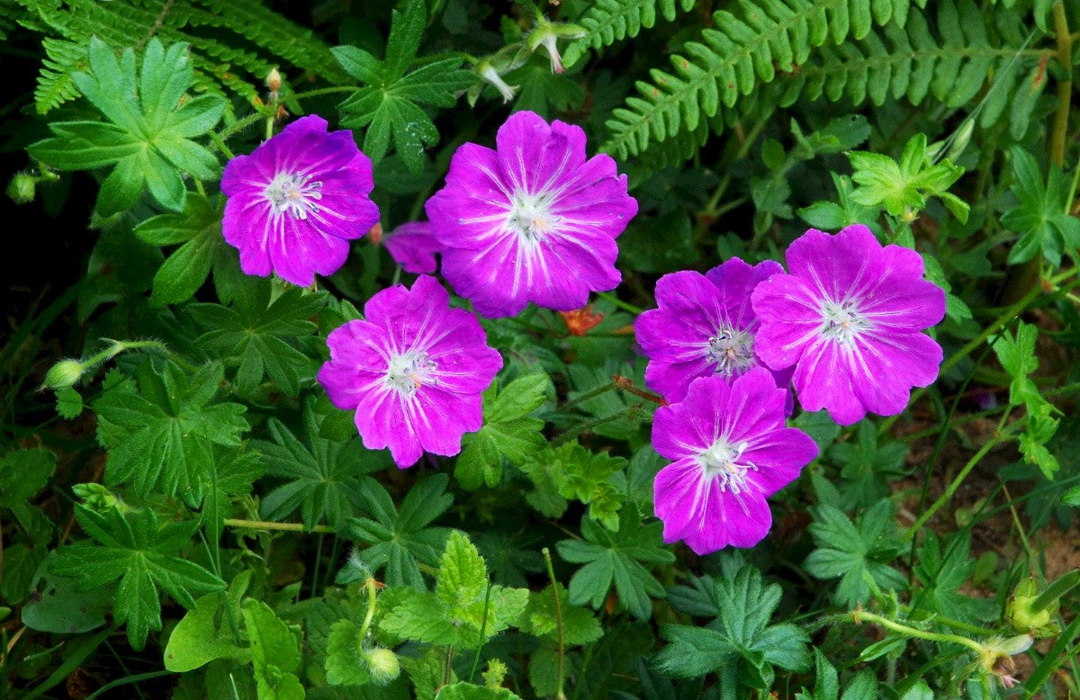 BLOODY CRANE'S-BILL  Geranium sanguineum