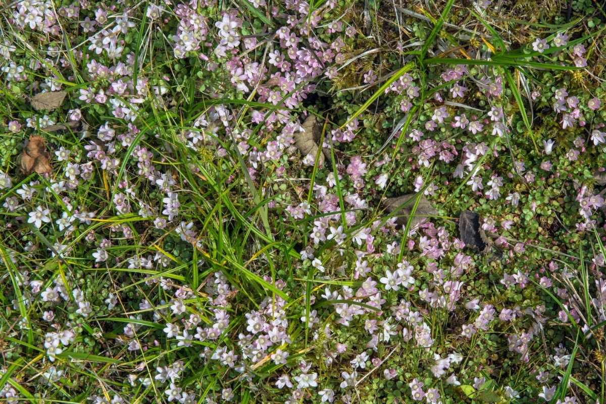 BOG PIMPERNEL  Anagallis tenella