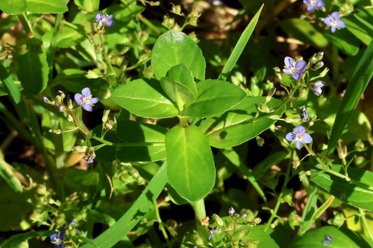 BROOKLIME  Veronica beccabunga