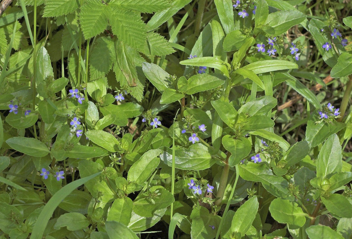 BROOKLIME  Veronica beccabunga