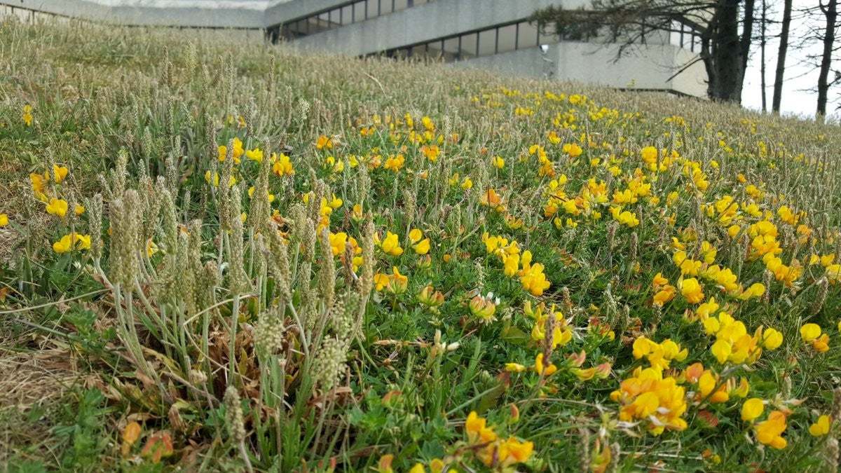BUCK'S-HORN PLANTAIN   Plantago coronopus