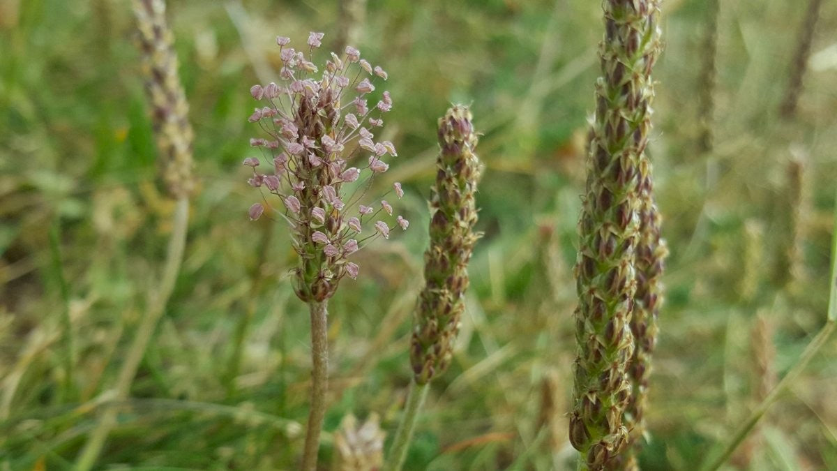 BUCK'S-HORN PLANTAIN   Plantago coronopus