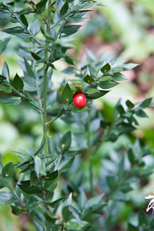 BUTCHER'S-BROOM Ruscus aculeatus