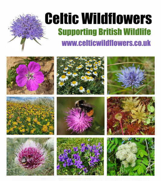 Celtic Wildflowers Gift Card / Voucher