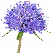 Celtic Wildflowers logo