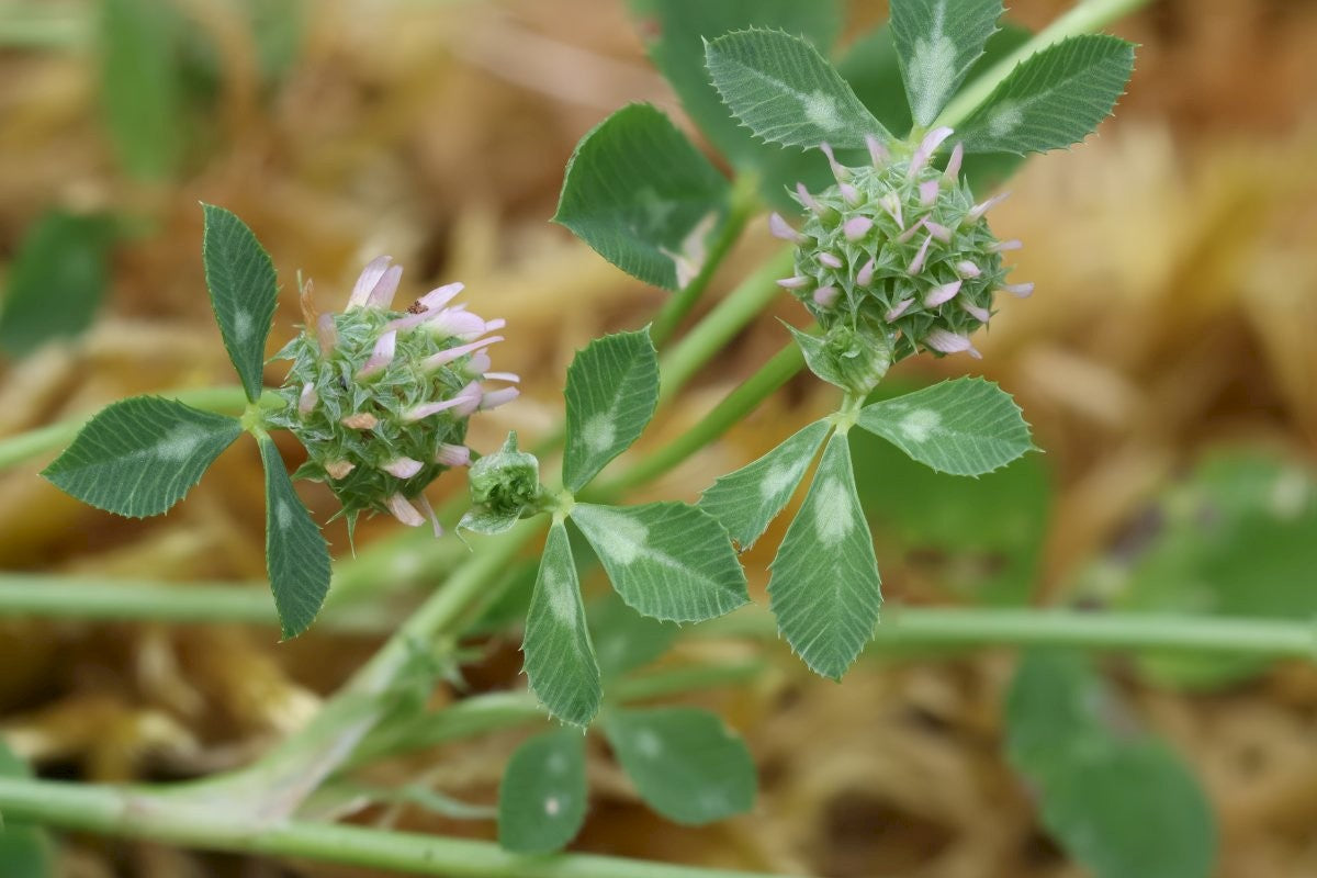 CLUSTERED CLOVER   Trifolium glomeratum