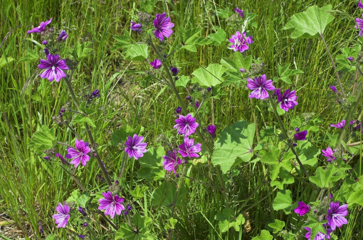 COMMON MALLOW  Malva sylvestris L.