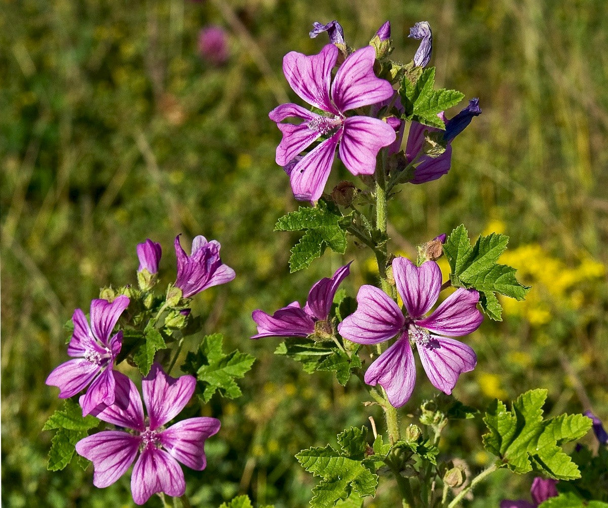COMMON MALLOW  Malva sylvestris L.